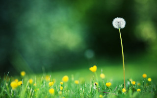 Dandelion grass yellow flowers field - a dandelion free wallpaper