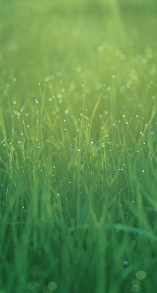 Grass water droplets night starry - a green background free wallpaper