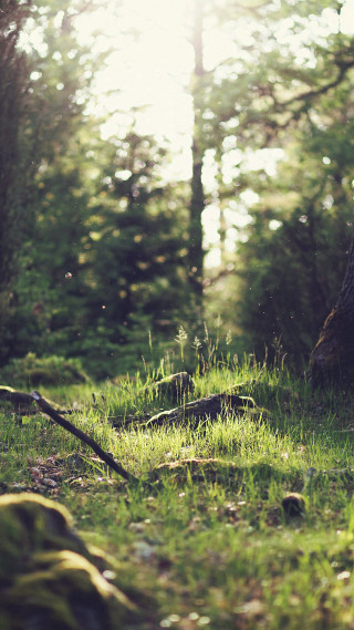 Forest tree stump grass sunlight - e. william gollings free wallpaper