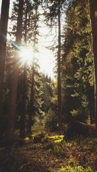 Forest sunbeam fallen tree lensflare - free forest wallpaper