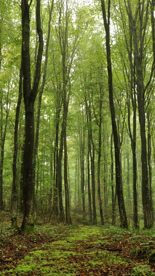 Forest trees leaves bench woods - andries stock free wallpaper