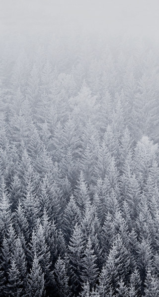 Black white forest snow frosted - foggy free wallpaper