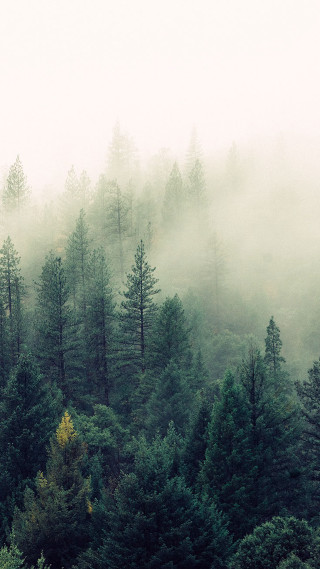 Foggy forest bench night starry - free forest wallpaper