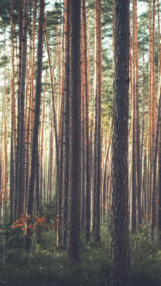 Forest tall trees grass bench - tall free wallpaper