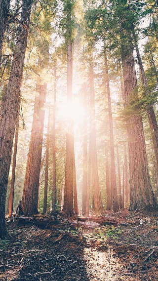 Forest trees sunlight cityscape fence - tall free wallpaper