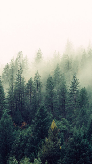 Forest tall trees fog misty 2 - free forest wallpaper