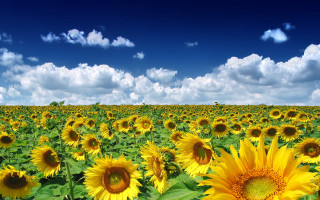 Sunflower field blue sky clouds 2 - under free wallpaper for desktop