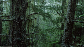 Forest tall trees mossy growth - free forest wallpaper
