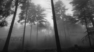 Foggy forest trees sign break - volumetric fog free wallpaper