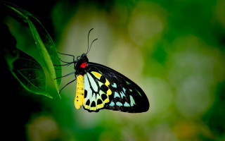 Butterfly yellow black green leaf - a green leaf free wallpaper