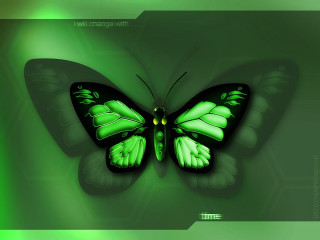 Green butterfly yellow eyes leaf - a white border free wallpaper