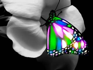 Butterfly sitting flower wings open - its wing free wallpaper