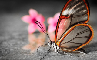 Butterfly red black wing pink - a gray surface free wallpaper