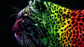 Colorful leopard black background rainbow 2 - psychedelic art free wallpaper