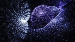 Purple flower black background white - a purple flower free wallpaper