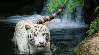 White tiger waterfall fern mountain - carlos catasse free wallpaper for desktop