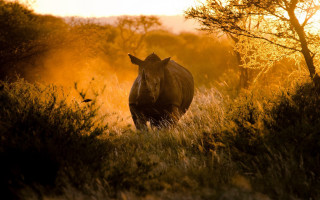 Rhino tall grass sunset trees - tall grass free wallpaper