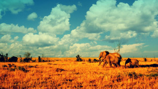 Elephants walking dry grass cloudy - e. william gollings free wallpaper