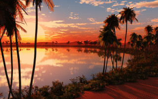 Sunset palm trees water red 2 - palm tree and a body of water free wallpaper