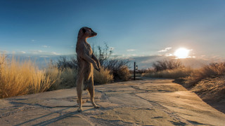 Dog rock sky grass sunshine - the background free wallpaper