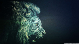 Lion mouth open eyes wide - its mouth open free wallpaper