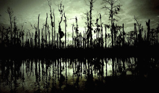 Swampy trees water sunset bird - tree and water free wallpaper