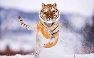 Tiger running snow wild paws - wild free wallpaper