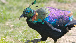 Colorful bird long tail black - rich vivid color free wallpaper