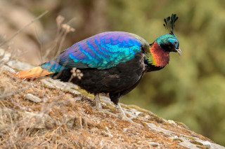 Colorful bird rock woods green - rich vivid color free wallpaper