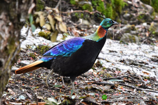 Colorful bird standing ground tree - a tree trunk free wallpaper