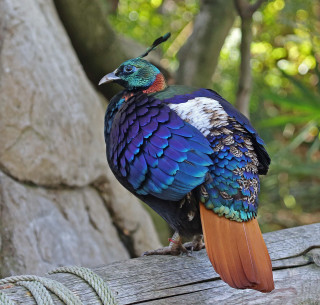 Colorful bird wooden plank forest - vivid free wallpaper
