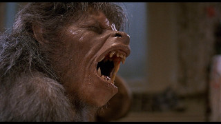 Monkey open mouth sharp teeth - tooth wide open free wallpaper