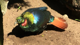 Colorful bird red tail blue - rich free wallpaper