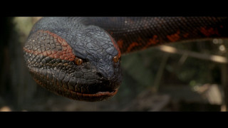 Cobra snake head closeup blurry - the background and a blurry background free wallpaper
