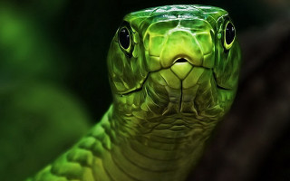 Green snake head turned side - a green snake free wallpaper