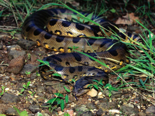 Snake laying ground grass rocks - its head free wallpaper