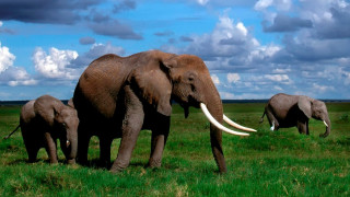 Elephants green field cloudy sky 2 - a herd of elephants free wallpaper