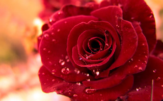 Red rose water droplets petals 9 - a red rose free wallpaper