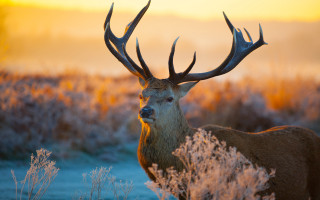 Deer large antlers tall grass - a foggy sky in the background free wallpaper
