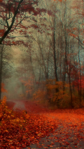 Road woods leaves fire hydrant - a road free wallpaper