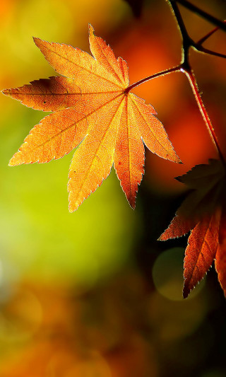 Close up leaf tree branch - a blurry background free wallpaper