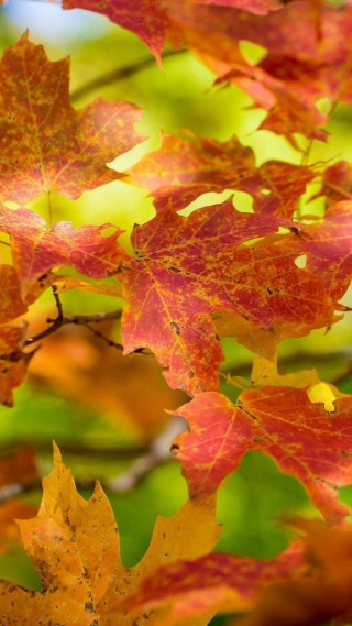 Falling leaves autumn tree blurry - the fall season free wallpaper