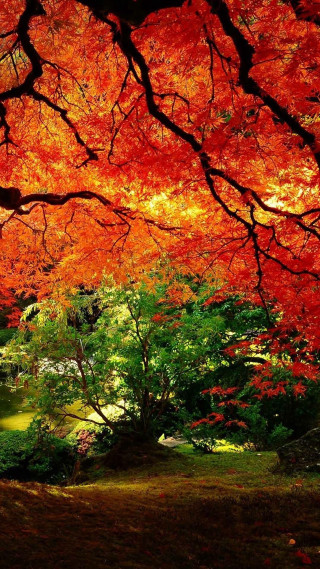 Tree red leaves park pond - the background free wallpaper