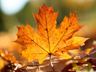 Leaf autumn sun blurry flames - a blurry background free wallpaper