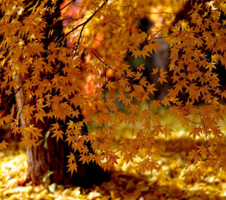 Tree yellow leaves fall blurry - a blurry background of leaves free wallpaper