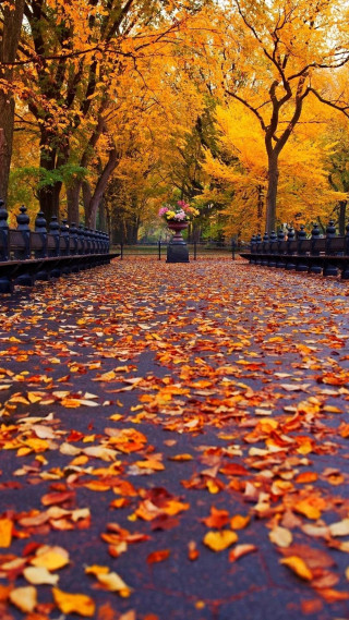 Pathway leaves yellow orange trees - american scene painting free wallpaper