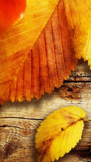 Yellow leaf wooden surface red - wooden free wallpaper