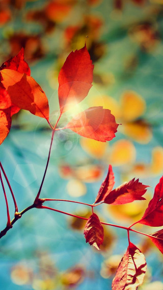 Branch red leaves blue background - a branch free wallpaper