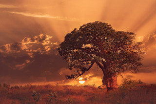 Tree field sun clouds person - the cloud behind free wallpaper