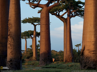 Trees grass sky person standing - a group of trees free wallpaper
